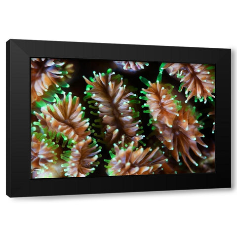 Alien Forms Black Modern Wood Framed Art Print with Double Matting by Narchuk, Andrey