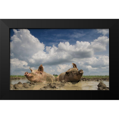 Mudpool Fun Black Modern Wood Framed Art Print by Van Den, Gert