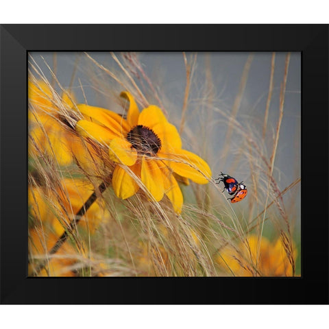 Colors Of Summer Black Modern Wood Framed Art Print by Cseresnjes, Anna