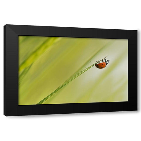 Up Black Modern Wood Framed Art Print by Zahirimehr, Maryam