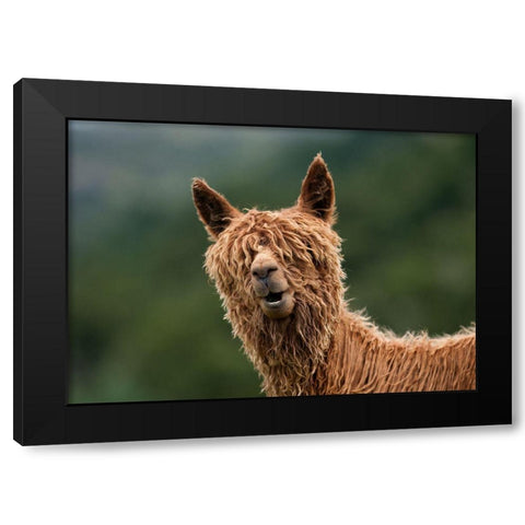 The Muppet Show Black Modern Wood Framed Art Print by Driga, Vladimir