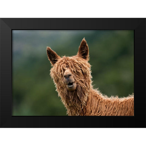 The Muppet Show Black Modern Wood Framed Art Print by Driga, Vladimir