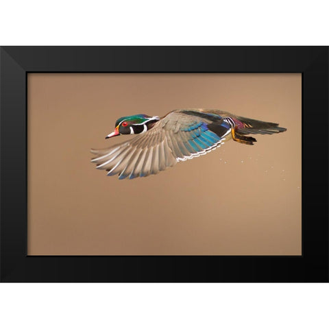 Wood Duck Black Modern Wood Framed Art Print by Costina, Mircea