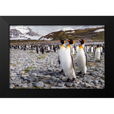 Penguins Of Salisbury Plain Black Modern Wood Framed Art Print by Lunney, Karen
