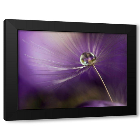 In Shades Of Purple Black Modern Wood Framed Art Print by Westum, Heidi