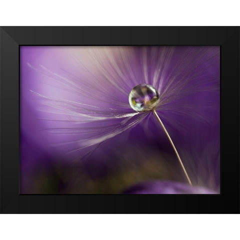 In Shades Of Purple Black Modern Wood Framed Art Print by Westum, Heidi