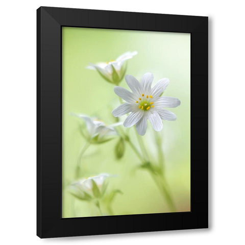 Spring Sparkle Black Modern Wood Framed Art Print by Disher, Mandy