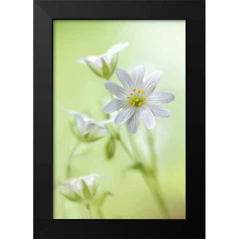 Spring Sparkle Black Modern Wood Framed Art Print by Disher, Mandy