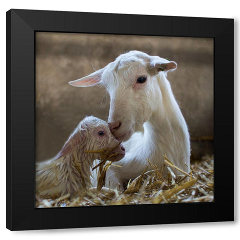 Hi Mummy Black Modern Wood Framed Art Print by van den, Gert