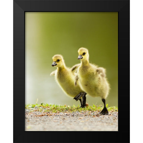 1, 2, 3, Go! Black Modern Wood Framed Art Print by Costina, Mircea