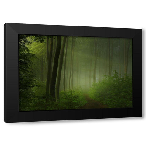 Forest Morning Black Modern Wood Framed Art Print with Double Matting by Maier, Norbert