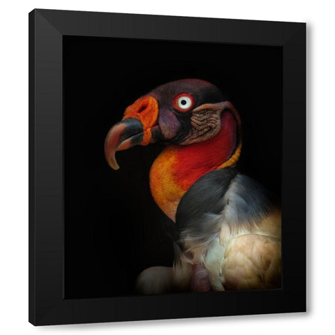 King Vulture-Sarcoramphus Papa Black Modern Wood Framed Art Print by Valverde, Ferdinando