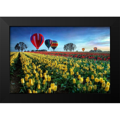 Hot Air Balloons Over Tulip Field Black Modern Wood Framed Art Print by Lee, William