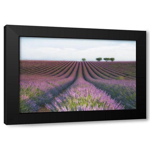 Velours De Lavender Black Modern Wood Framed Art Print with Double Matting by Chernilova, Margarita