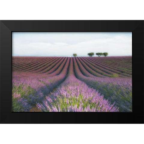 Velours De Lavender Black Modern Wood Framed Art Print by Chernilova, Margarita