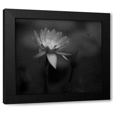 Lotus Black Modern Wood Framed Art Print by Tjandra, C.S.