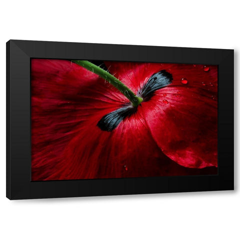 Papaver Passion Black Modern Wood Framed Art Print by Disher, Mandy