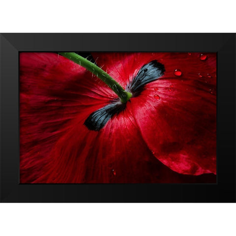 Papaver Passion Black Modern Wood Framed Art Print by Disher, Mandy