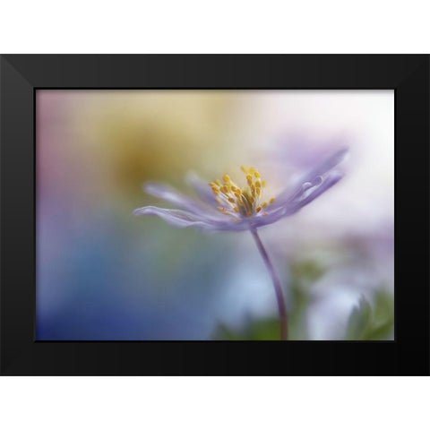 Springtime Watercolor Black Modern Wood Framed Art Print by Westum, Heidi