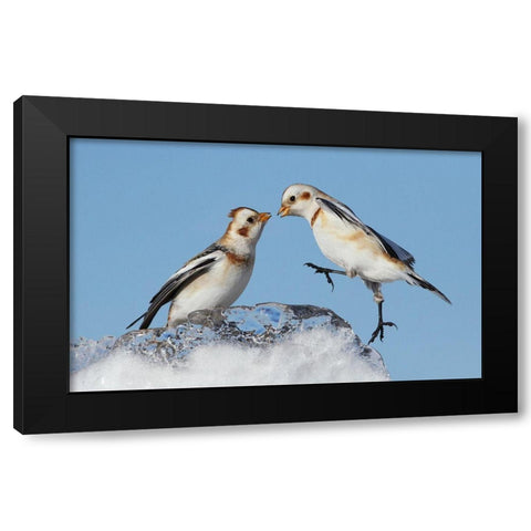 Snow Buntings Black Modern Wood Framed Art Print with Double Matting by Costina, Mircea
