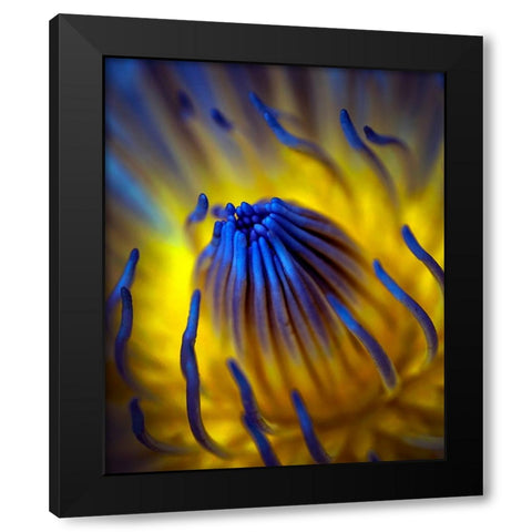 Blow Up Black Modern Wood Framed Art Print with Double Matting by Bunjamin, Antonyus