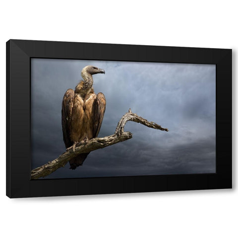 The Vulture Black Modern Wood Framed Art Print with Double Matting by Moreno, Mario