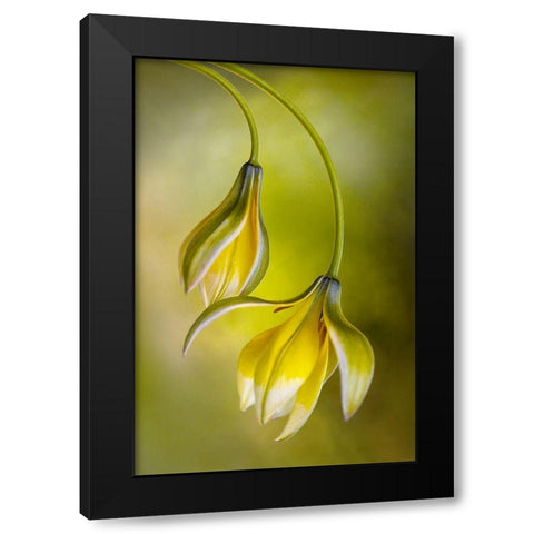 Tulipa Black Modern Wood Framed Art Print with Double Matting by Disher, Mandy