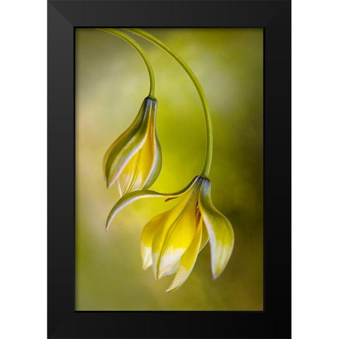 Tulipa Black Modern Wood Framed Art Print by Disher, Mandy