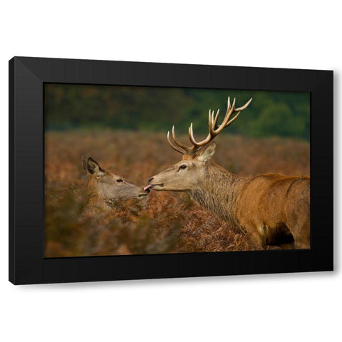 Stolen Kiss Black Modern Wood Framed Art Print by Saxby, Val