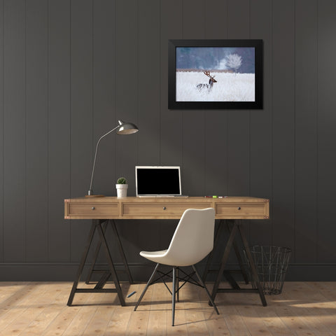 Fallow Deer In The Frozen Winter Landscape Black Modern Wood Framed Art Print by Wallberg, Allan