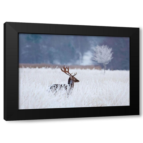 Fallow Deer In The Frozen Winter Landscape Black Modern Wood Framed Art Print by Wallberg, Allan