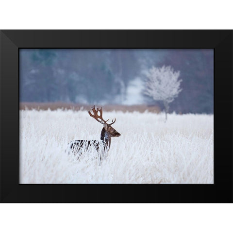 Fallow Deer In The Frozen Winter Landscape Black Modern Wood Framed Art Print by Wallberg, Allan