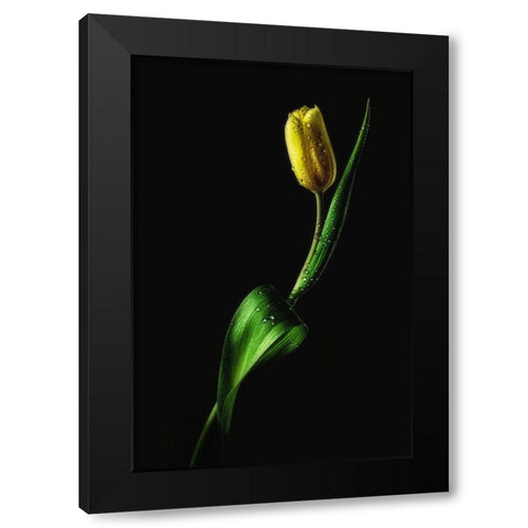 Tulip Black Modern Wood Framed Art Print with Double Matting by Conroy, Joe
