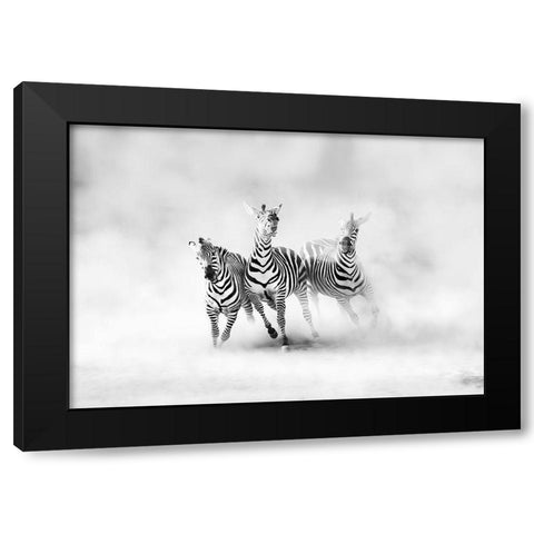 Zebras Black Modern Wood Framed Art Print with Double Matting by Luis Duran, Juan