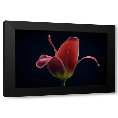 First Tulip Black Modern Wood Framed Art Print by Gronkjar, Lotte