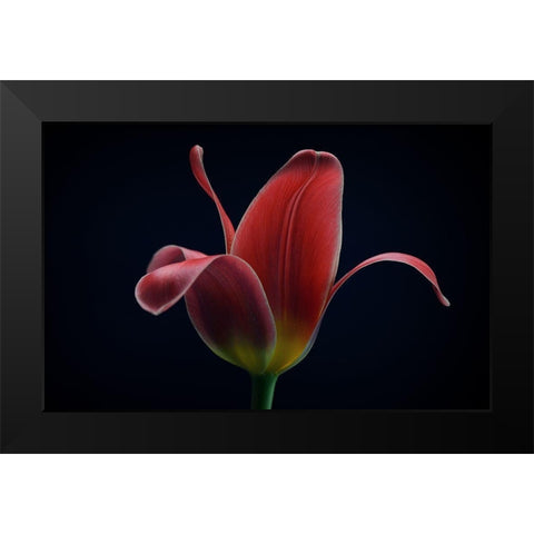 First Tulip Black Modern Wood Framed Art Print by Gronkjar, Lotte