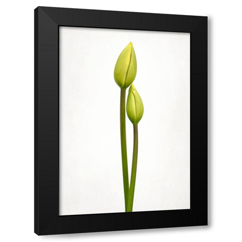 Tulip Time Black Modern Wood Framed Art Print with Double Matting by Gronkjar, Lotte