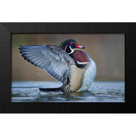 Morning Stretch Black Modern Wood Framed Art Print by Schlaf, Christopher