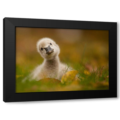 Black Swan Baby Black Modern Wood Framed Art Print by Adamec, Robert