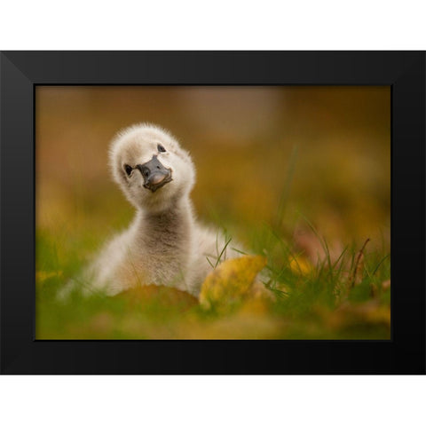 Black Swan Baby Black Modern Wood Framed Art Print by Adamec, Robert