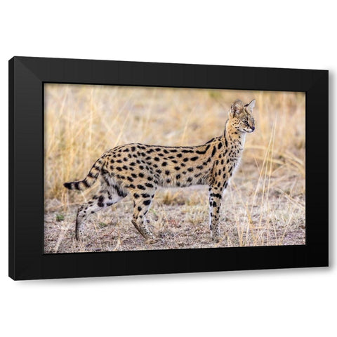 Serval Hunting Black Modern Wood Framed Art Print by C. Sink, Jeffrey