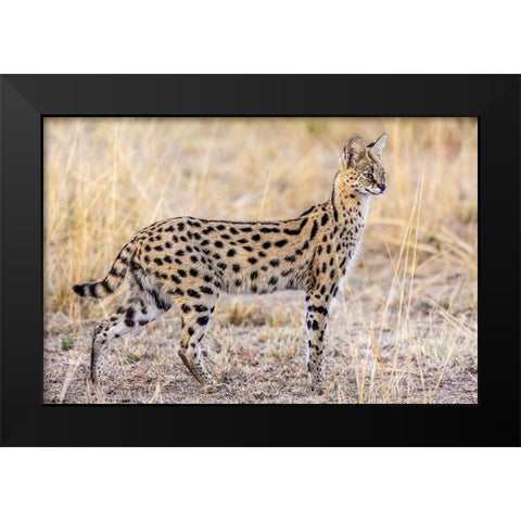 Serval Hunting Black Modern Wood Framed Art Print by C. Sink, Jeffrey