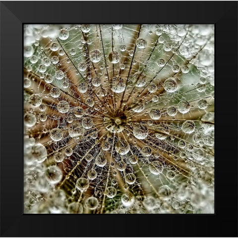 Dreddm Black Modern Wood Framed Art Print by Markova, Tanya