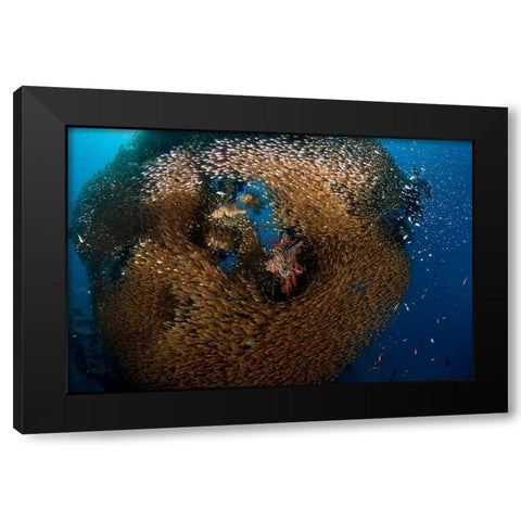 Glass And Lion Fish Black Modern Wood Framed Art Print by Ben Tov, Ilan