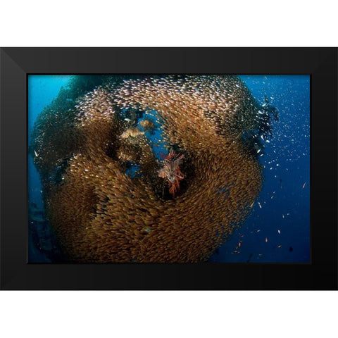 Glass And Lion Fish Black Modern Wood Framed Art Print by Ben Tov, Ilan