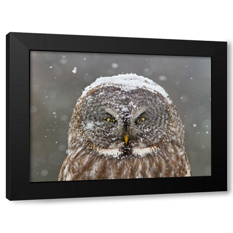 Great Grey Owl Winter Portrait Black Modern Wood Framed Art Print with Double Matting by Costina, Mircea