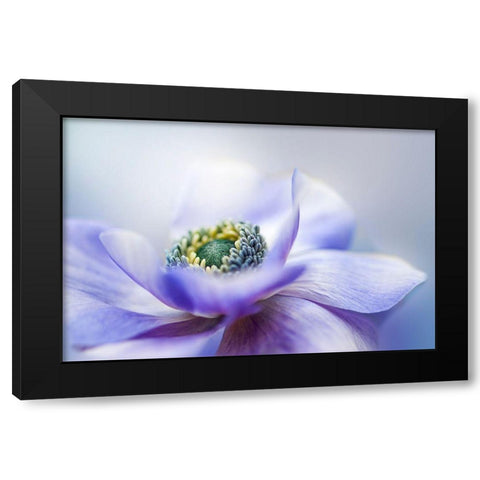 Anemone De Caen Black Modern Wood Framed Art Print with Double Matting by Parker, Jacky