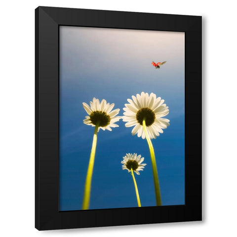 Ladybug Black Modern Wood Framed Art Print with Double Matting by C. Lobato, Jose