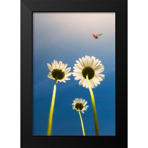 Ladybug Black Modern Wood Framed Art Print by C. Lobato, Jose