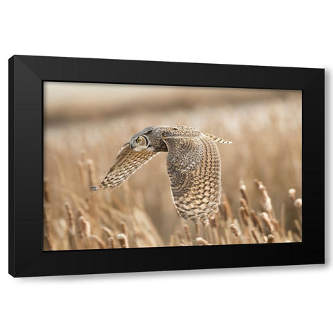 Great Horned Owl Black Modern Wood Framed Art Print by Stahl, Peter